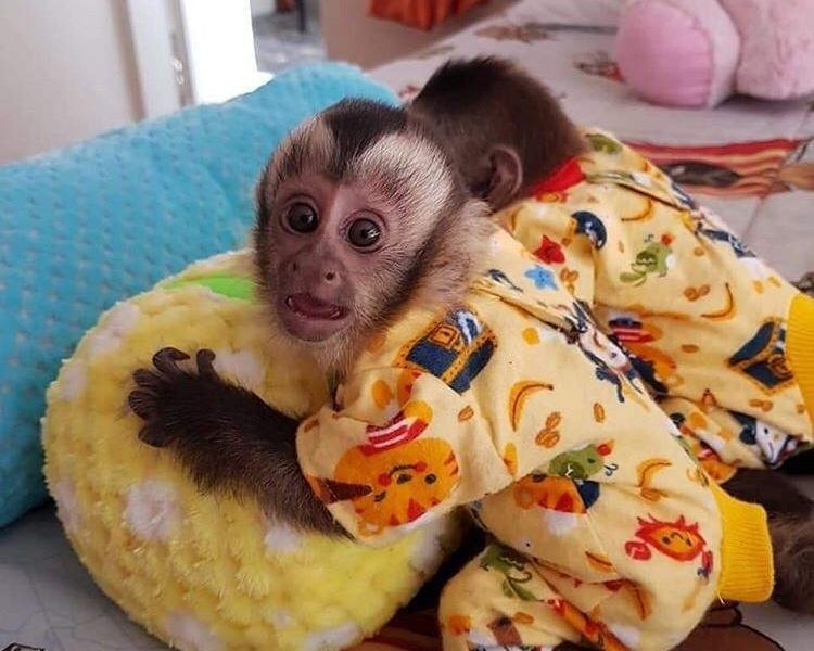 N1 (#ID:2732-2731-medium_large)  Capuchin Monkeys for sale ..Whatsapp/Viber +447565118464 of the category Pets & Animals and which is in Cardiff, Unspecified, , with unique id - Summary of images, photos, photographs, frames and visual media corresponding to the classified ad #ID:2732