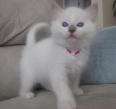 N1 (#ID:2788-2787-medium_large)  Gorgeous Gccf Ragdoll Kittens,..whatsapp me at: +447418348600 of the category Pets & Animals and which is in St Davids and the Cathedral Close, Unspecified, 540, with unique id - Summary of images, photos, photographs, frames and visual media corresponding to the classified ad #ID:2788