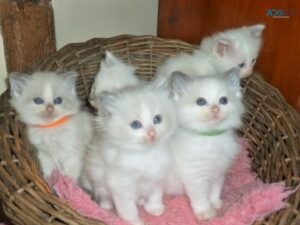 Home Raised Ragdoll Kittens. Whatsapp/Viber +447565118464