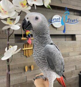 African Grey Parrots for sale Whatsapp/Viber +447565118464