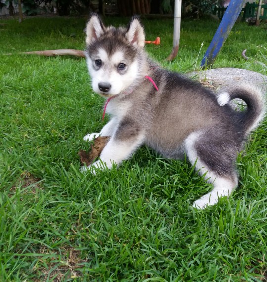 N1 (#ID:2650-2649-medium_large)  Gorgeous siberian husky puppies playful of the category Pets & Animals and which is in Chester, Unspecified, , with unique id - Summary of images, photos, photographs, frames and visual media corresponding to the classified ad #ID:2650