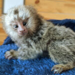 Capuchin and Pygmy  Marmoset Monkeys for sale WhatsApp::+447418365732 - City of London