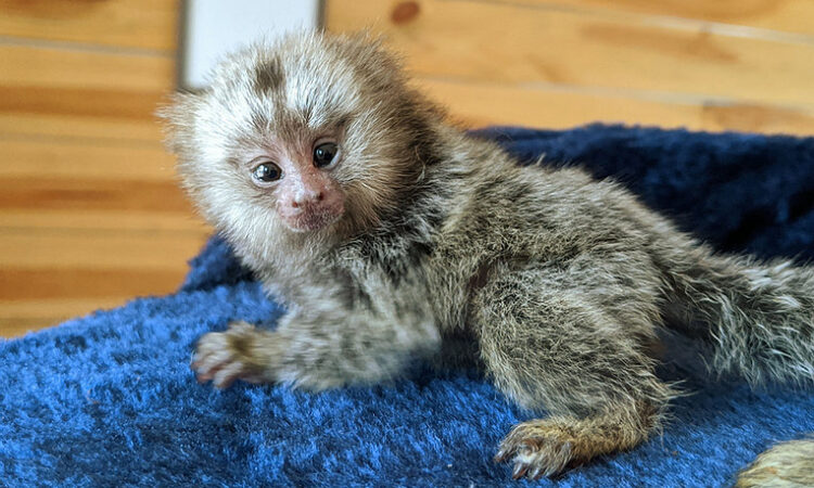N1 (#ID:2719-2718-medium_large)  Capuchin and Pygmy  Marmoset Monkeys for sale WhatsApp::+447418365732 of the category Pets & Animals and which is in City of London, Unspecified, , with unique id - Summary of images, photos, photographs, frames and visual media corresponding to the classified ad #ID:2719