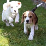 Beautiful Beagle Puppies for Sale Whatsapp/Viber +447565118464 - Edinburgh