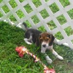 Beautiful Beagle Puppies…whatsapp me at: +447418348600 - Londonderry