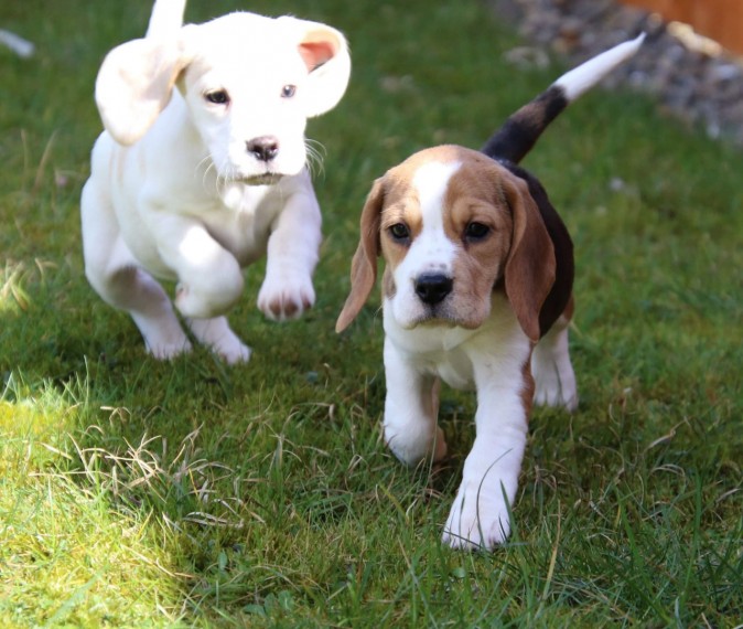 N1 (#ID:2674-2673-medium_large)  Beautiful Beagle Puppies for Sale Whatsapp/Viber +447565118464 of the category Pets & Animals and which is in Edinburgh, Unspecified, , with unique id - Summary of images, photos, photographs, frames and visual media corresponding to the classified ad #ID:2674