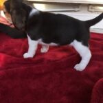 Gorgeous beagle puppies playful puppies - Gloucester