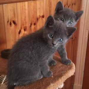 Full Pedigree Russian Blue Kittens,..whatsapp me at: +447418348600