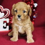 beautiful litter cavapoo Red and White Puppies for sale - City of Westminster