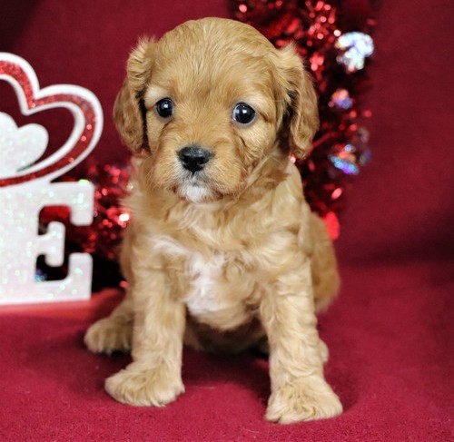 N1 (#ID:2656-2655-medium_large)  beautiful litter cavapoo Red and White Puppies for sale of the category Pets & Animals and which is in City of Westminster, Unspecified, , with unique id - Summary of images, photos, photographs, frames and visual media corresponding to the classified ad #ID:2656