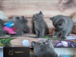 BSH kittens Amazingly beautiful,Whatsapp/Viber +447565118464