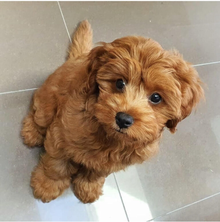 N1 (#ID:2697-2694-medium_large)  Cavapoo puppies Whatsapp/Viber +447565118464 of the category Pets & Animals and which is in City of Westminster, Unspecified, , with unique id - Summary of images, photos, photographs, frames and visual media corresponding to the classified ad #ID:2697