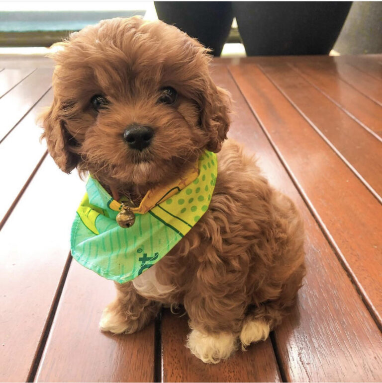 N2 (#ID:2697-2695-medium_large)  Cavapoo puppies Whatsapp/Viber +447565118464 of the category Pets & Animals and which is in City of Westminster, Unspecified, , with unique id - Summary of images, photos, photographs, frames and visual media corresponding to the classified ad #ID:2697