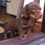 Healthy And Playful Dachshund puppies - Perth