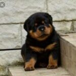 Gorgeous Rottweiler puppies playful for sale - Derby