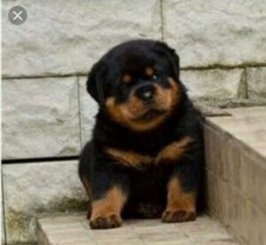 Gorgeous Rottweiler puppies playful for sale