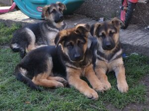 Healthy And Playful German Shepherd puppies Whatsapp/Viber +447565118464