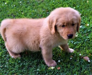 Chunky Quality golden Retriever Pups..whatsapp me at: +447418348600