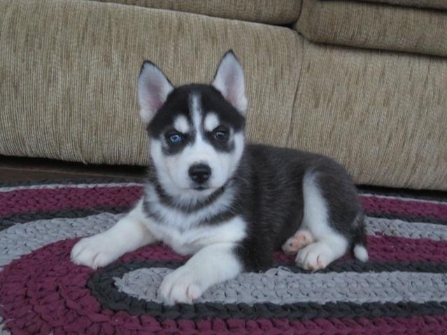 N1 (#ID:2672-2671-medium_large)  Akc registered Siberian Husky puppies of the category Pets & Animals and which is in City of London, Unspecified, , with unique id - Summary of images, photos, photographs, frames and visual media corresponding to the classified ad #ID:2672
