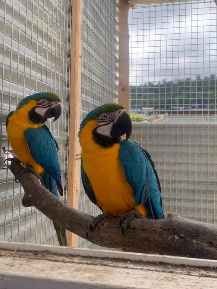 N1 (#ID:2735-2733-medium_large)  Golden Macaw and African Grey Parrots for sale Whatsapp/Viber +447565118464 of the category Pets & Animals and which is in Gloucester, Unspecified, , with unique id - Summary of images, photos, photographs, frames and visual media corresponding to the classified ad #ID:2735