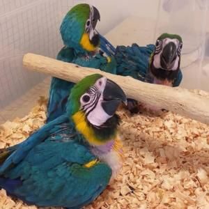 Wide species of birds and parrots available for sale.