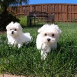 Pure Maltese puppies Whatsapp/Viber +447565118464 - City of London