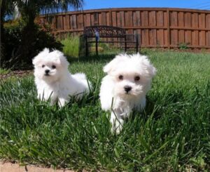 Pure Maltese puppies Whatsapp/Viber +447565118464