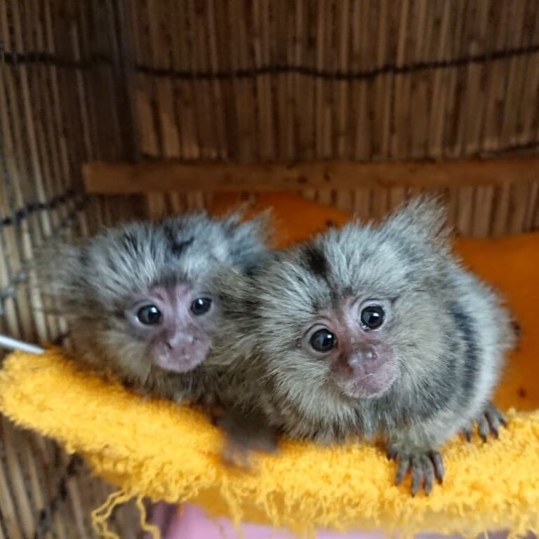 N1 (#ID:2723-2722-medium_large)  Capuchin and Pygmy  Marmoset Monkeys for sale Whatsapp/Viber +447565118464 of the category Pets & Animals and which is in Edinburgh, Unspecified, , with unique id - Summary of images, photos, photographs, frames and visual media corresponding to the classified ad #ID:2723