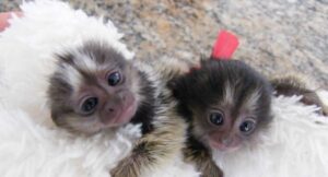 Marmoset Monkeys for sale Whatsapp/Viber +447565118464