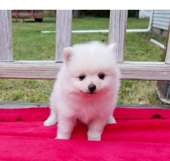 N1 (#ID:2772-2771-medium_large)  Boy & Girl Kc Pomeranians …whatsapp me at: +447418348600 of the category Pets & Animals and which is in Brighton and Hove, Unspecified, 580, with unique id - Summary of images, photos, photographs, frames and visual media corresponding to the classified ad #ID:2772