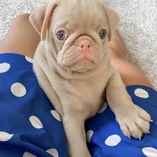 Pug For sale Top quality litter of puppies,Whatsapp/Viber +447565118464