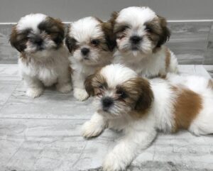Healthy And Playful Shih Tzu Puppies Whatsapp/Viber +447565118464