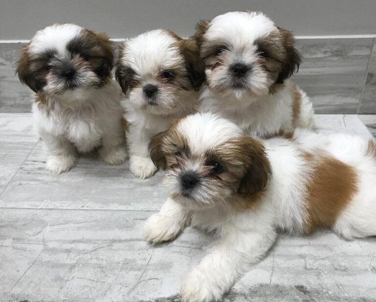 N1 (#ID:2705-2704-medium_large)  Healthy And Playful Shih Tzu Puppies Whatsapp/Viber +447565118464 of the category Pets & Animals and which is in Birmingham, Unspecified, , with unique id - Summary of images, photos, photographs, frames and visual media corresponding to the classified ad #ID:2705