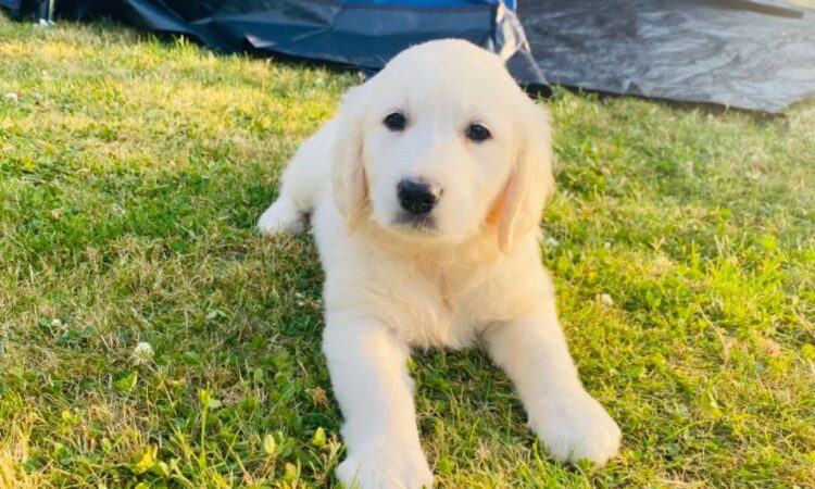 N1 (#ID:2689-2688-medium_large)  Kc and pedigree registered golden retrievers Whatsapp/Viber +447565118464 of the category Pets & Animals and which is in Gloucester, Unspecified, , with unique id - Summary of images, photos, photographs, frames and visual media corresponding to the classified ad #ID:2689