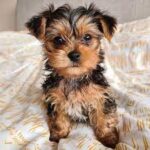 Yorkie puppies for sale Whatsapp/Viber +447565118464 - Londonderry