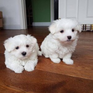 Cute Awesome Male And Female Maltese Puppies For Sale