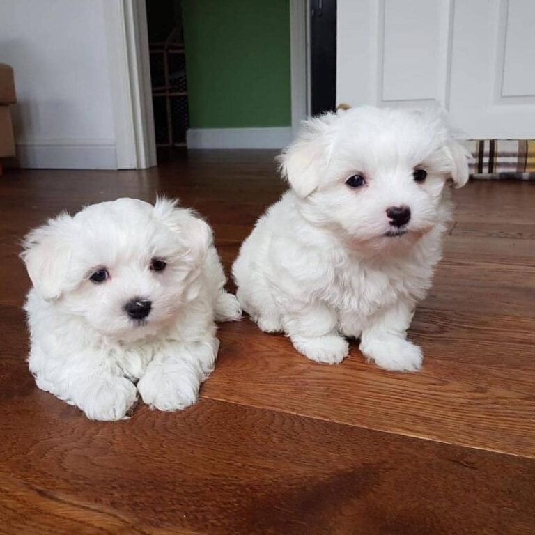 N2 (#ID:2959-2957-medium_large)  Cute Awesome Male And Female Maltese Puppies For Sale of the category Pets & Animals and which is in City of Westminster, new, 650, with unique id - Summary of images, photos, photographs, frames and visual media corresponding to the classified ad #ID:2959