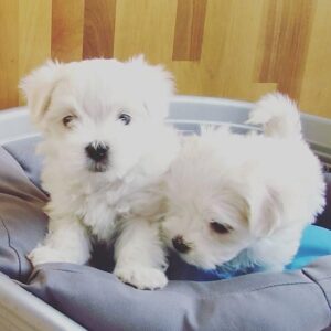 Cute Awesome Male And Female Maltese Puppies For Sale
