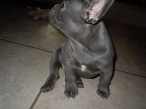 Quality Male And Female French Bulldog Puppies For Sale