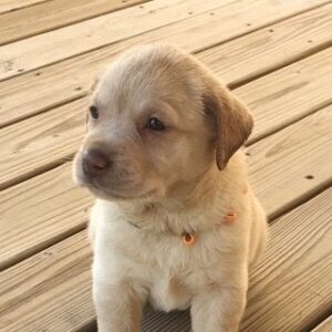 Top Quality Male And Female Labrador Retriever Puppies For Sale