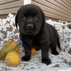 Top Male And Female Labrador Retriever Puppies For Sale