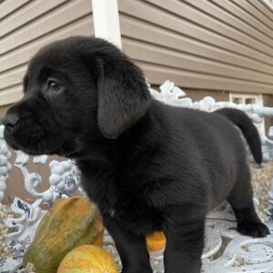 Top Male And Female Labrador Retriever Puppies For Sale