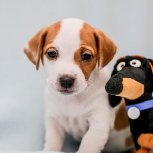 Passionate Male And Female Jack Russell Puppies For Sale