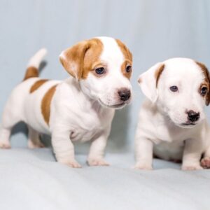 Passionate Male And Female Jack Russell Puppies For Sale