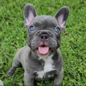 Gorgeous French Bulldog Puppies For sale.
