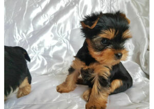 loving yorkshire terrier puppy ready for adoption.