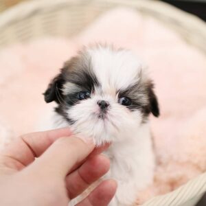 Awesome Male And Female Shih Tzu Puppies For Sale