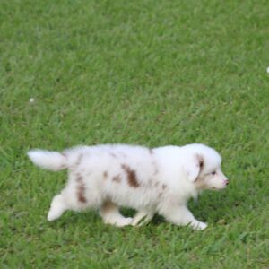 Excellent Male And Female Border Collies Puppies For Sale