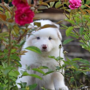 Excellent Male And Female Border Collies Puppies For Sale