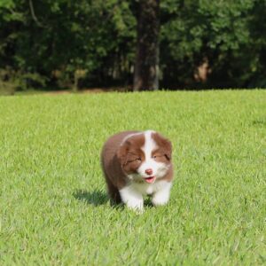 Trained Male And Female Border Collies Puppies For Sale